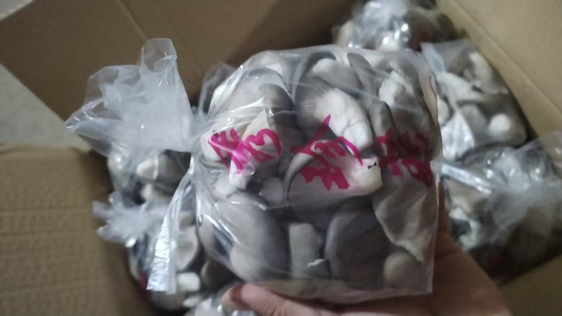 河北精品秀珍菇对接商超档口承接电商可视频看货