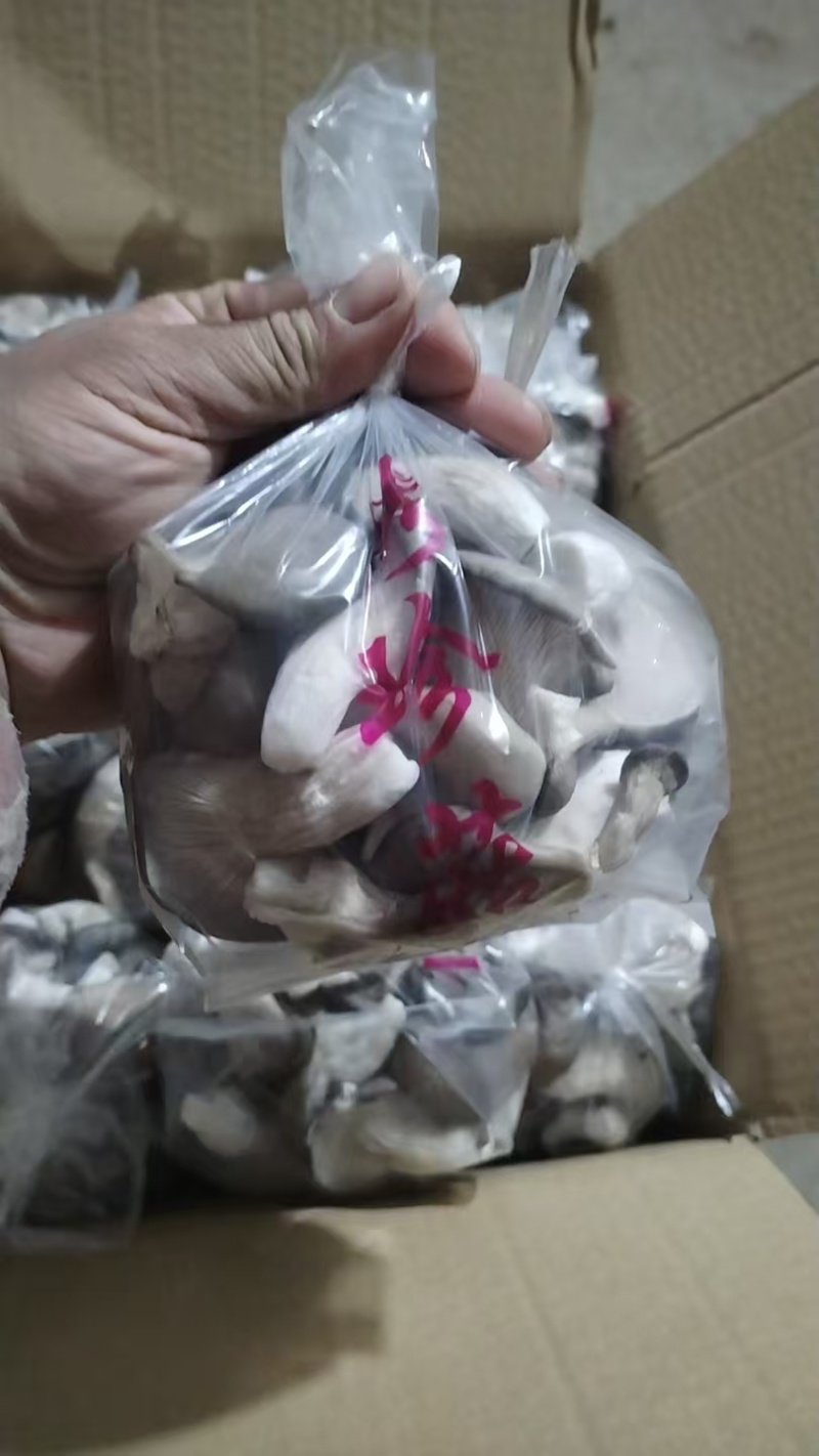 河北精品秀珍菇对接商超档口承接电商可视频看货