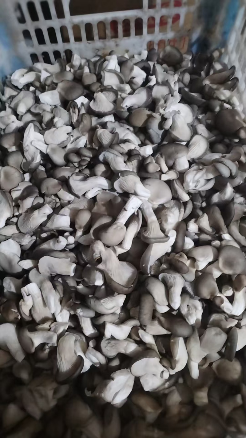 河北石家庄精品秀珍菇，菌盖圆润，柄鲜味鲜
