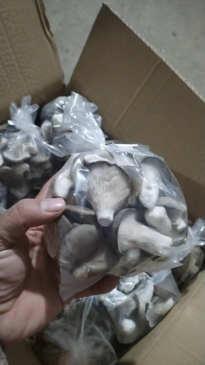 河北石家庄精品秀珍菇，菌盖圆润，柄鲜味鲜
