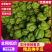 佛手瓜苗佛手瓜芽佛手芽量大从优质量保证欢迎咨询
