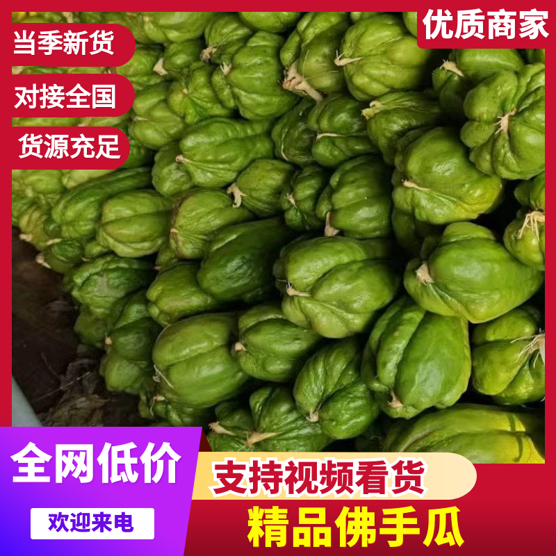 佛手瓜苗佛手瓜芽佛手芽量大从优质量保证欢迎咨询