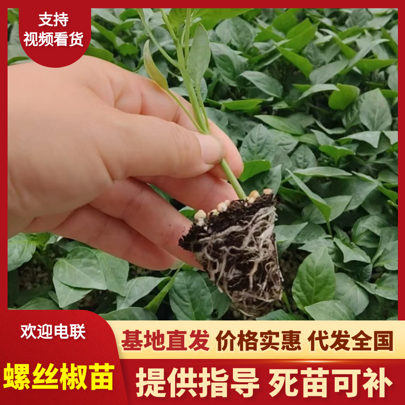 螺丝椒苗基地直发一手货源量大价优对接全国市场欢迎老板致电