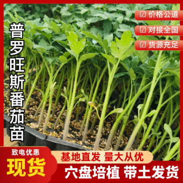 欧罗娜番茄苗山东种苗基地直发西红柿苗产地直发一手货源