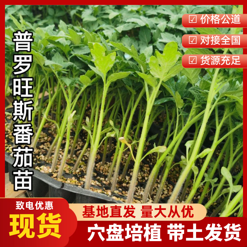 欧罗娜番茄苗山东种苗基地直发西红柿苗产地直发一手货源
