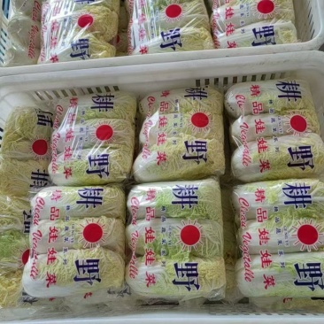 精品小娃娃菜大量供应品质保证价格优惠欢迎来电洽谈