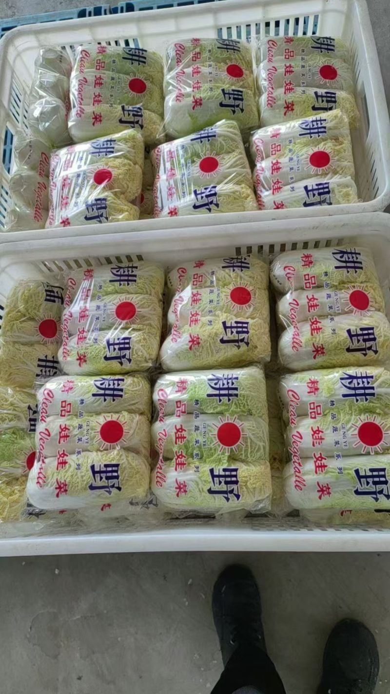 精品小娃娃菜大量供应品质保证价格优惠欢迎来电洽谈