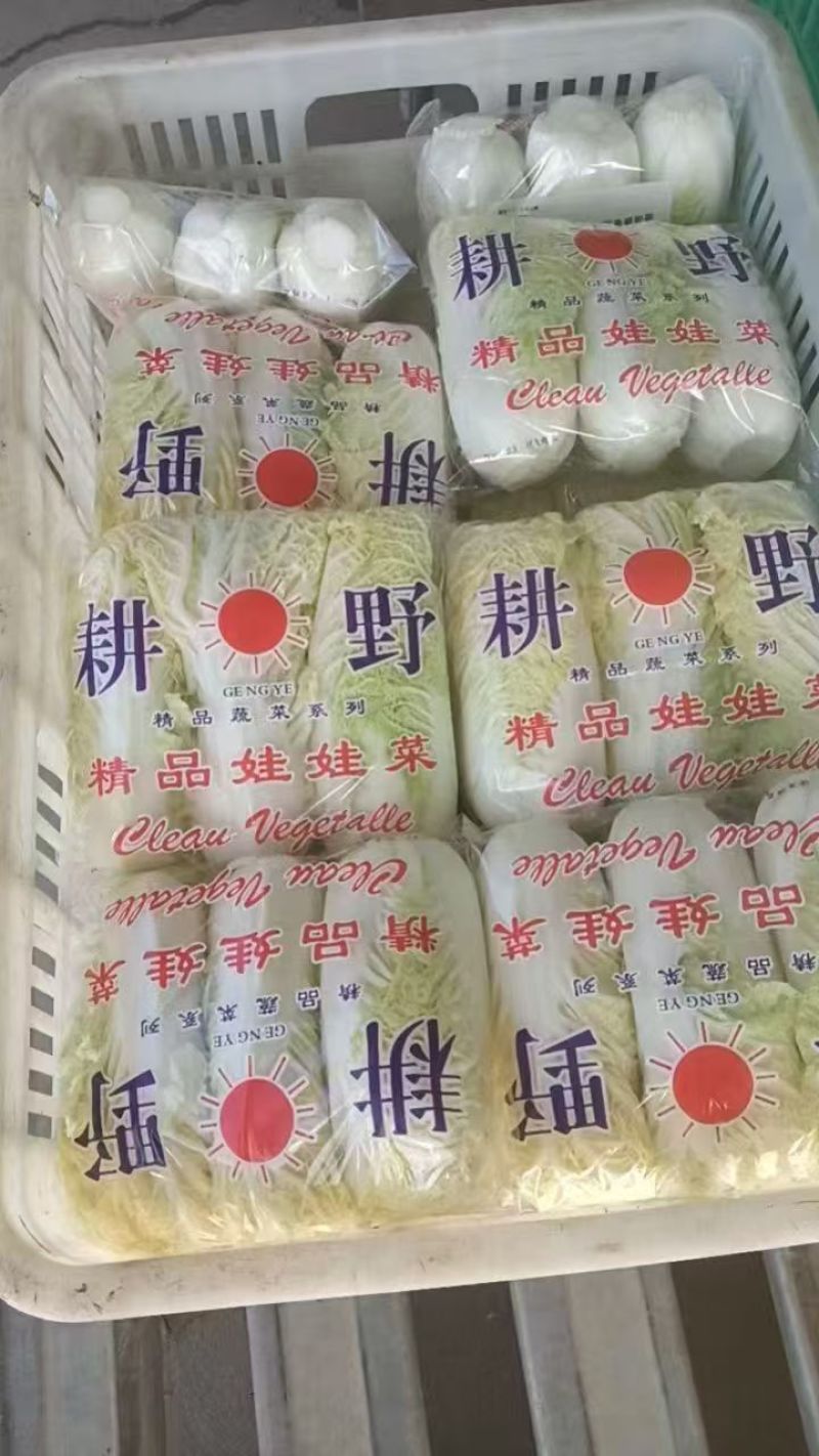 精品小娃娃菜大量供应品质保证价格优惠欢迎来电洽谈