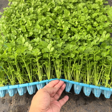 芹菜苗/四季小香芹/皇后西芹苗穴盘苗基地直发