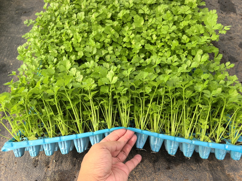 芹菜苗/四季小香芹/皇后西芹苗穴盘苗基地直发