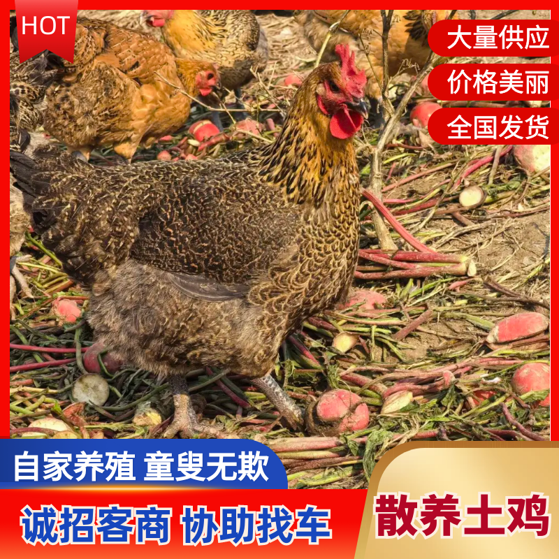 【正宗】苏北散养土鸡活鸡货量充足现捕现发吃五谷杂粮长大