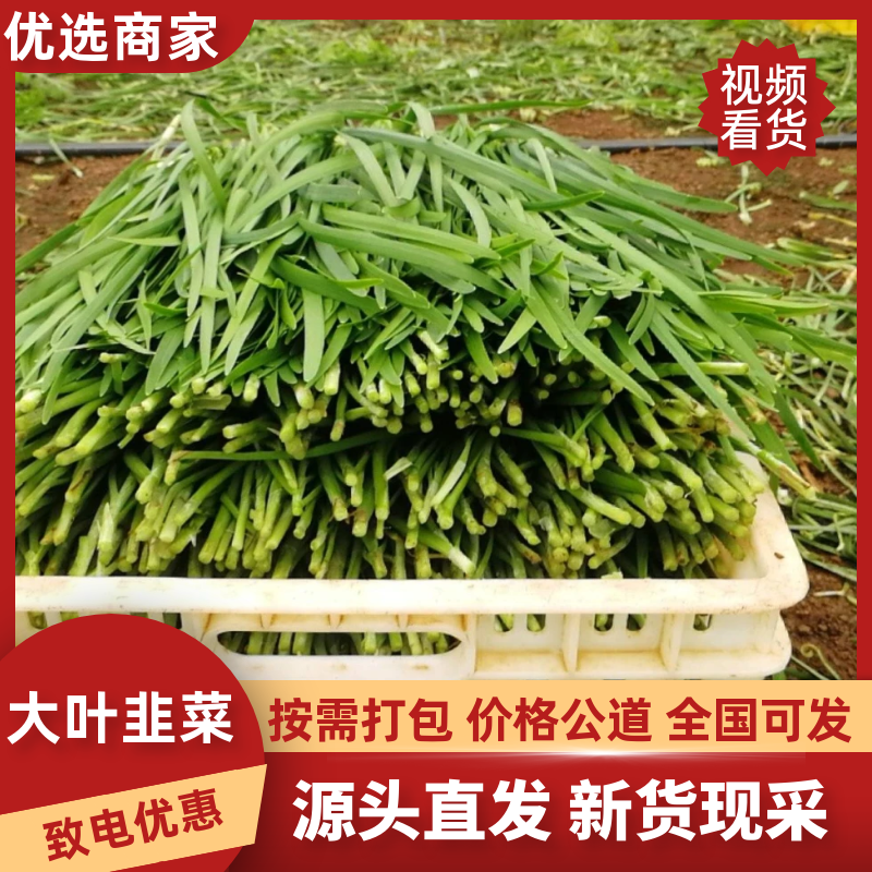 河北唐山乐亭县大叶韭菜大量有货欢迎客商电话联系每天都发车