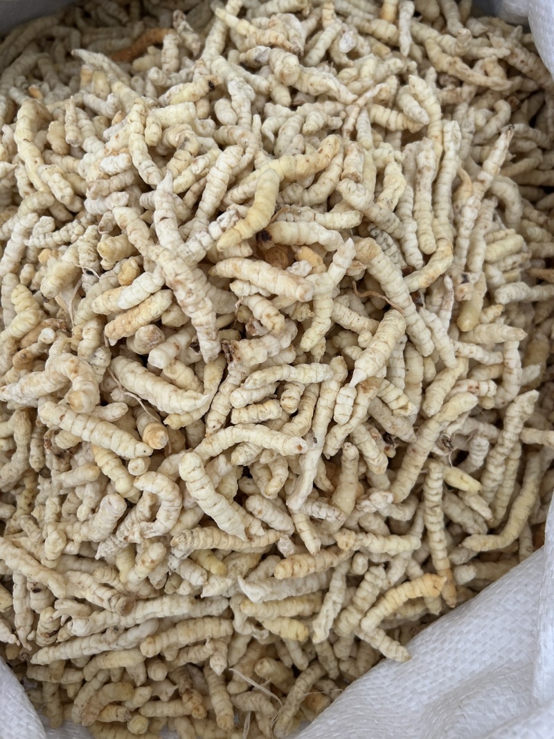 供应地蚕，草石蚕，白虫草地蚕药材系列无硫