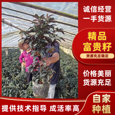 精品带绿果富贵籽黄金万两绿植金玉满堂盆栽植物办公室花卉盆