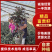 精品带绿果富贵籽黄金万两绿植金玉满堂盆栽植物办公室花卉盆