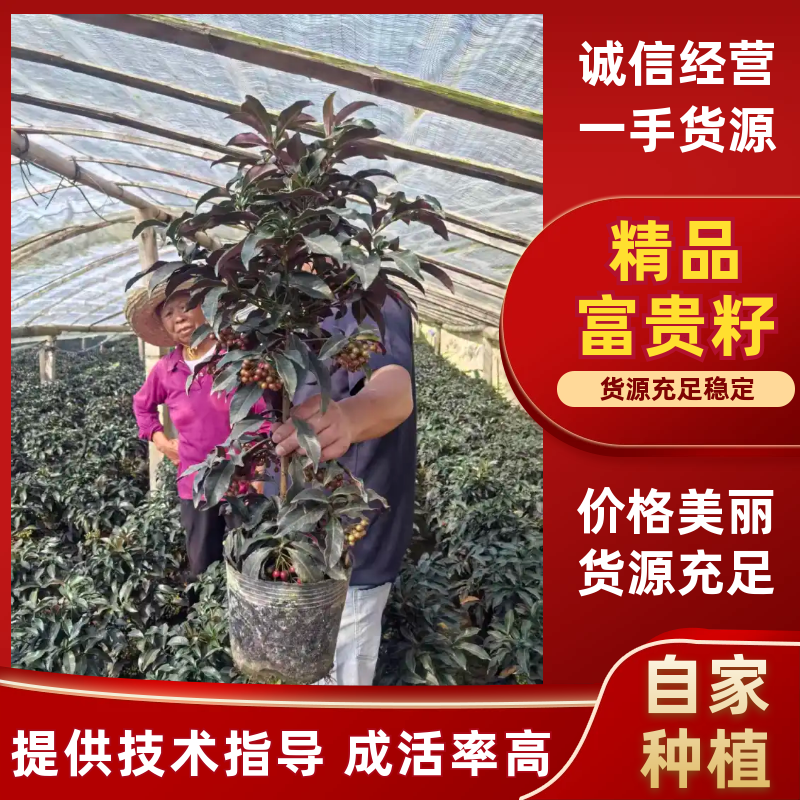 精品带绿果富贵籽黄金万两绿植金玉满堂盆栽植物办公室花卉盆