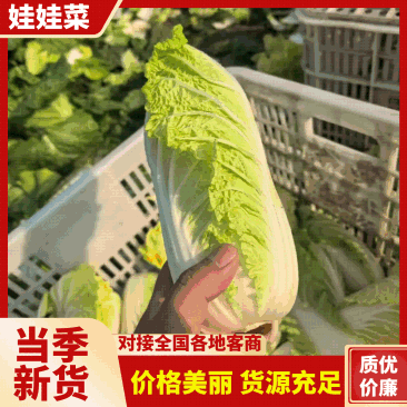 江苏大娃娃菜新鲜上市价格美丽对接全国量大从优价格美丽