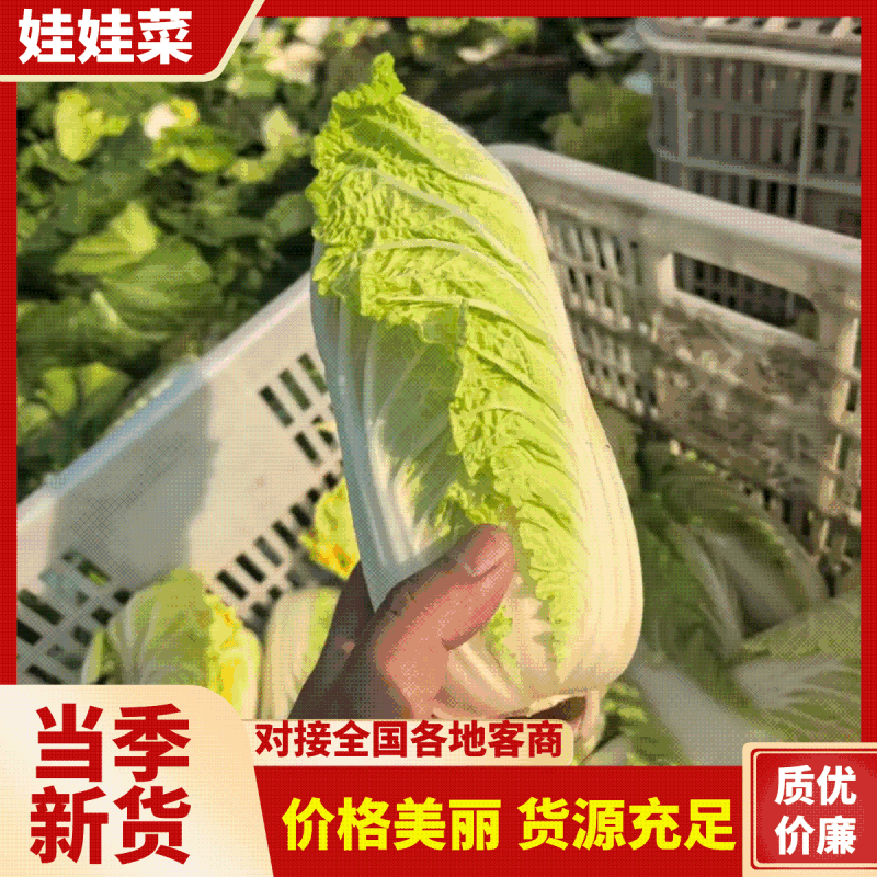 江苏大娃娃菜新鲜上市价格美丽对接全国量大从优价格美丽