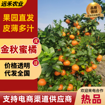 湖南宁远金秋二刀果有货，细皮光滑产地直供可电话联系