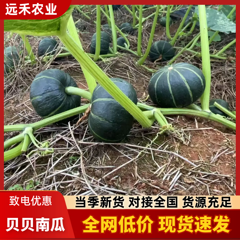 湖南宁远600亩基地露天贝贝南瓜