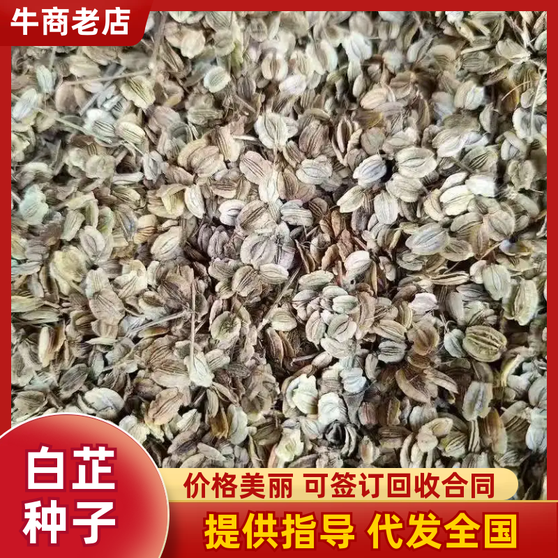 【热卖】石柱县白子新鲜上市白芷无硫白芷