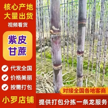 爆甜紫皮甘蔗皮薄好吃对接电商全国发货精品保证