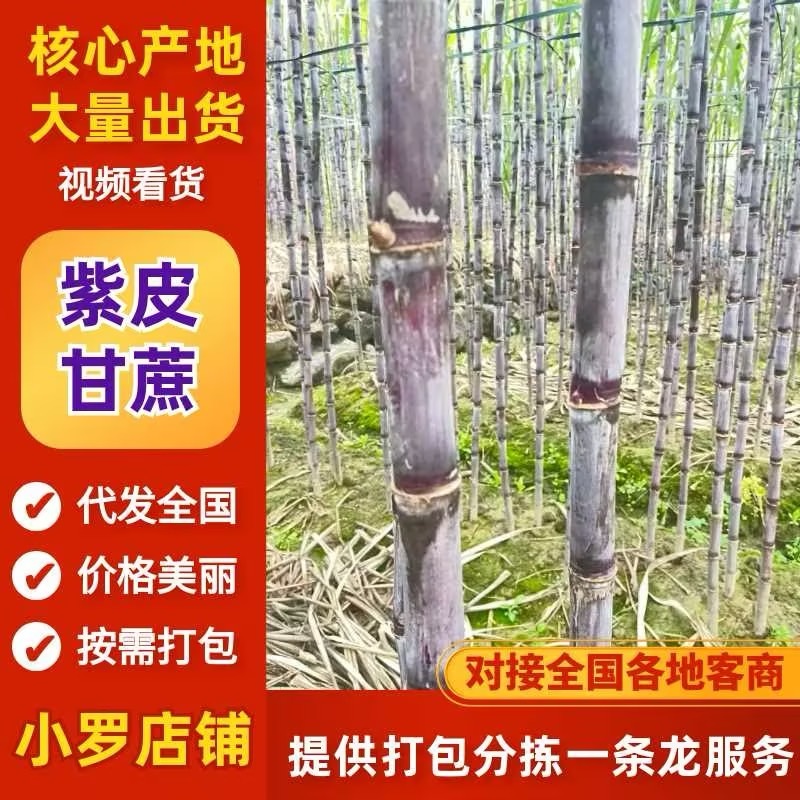 爆甜紫皮甘蔗皮薄好吃对接电商全国发货精品保证