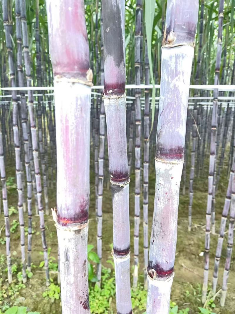 爆甜紫皮甘蔗皮薄好吃对接电商全国发货精品保证