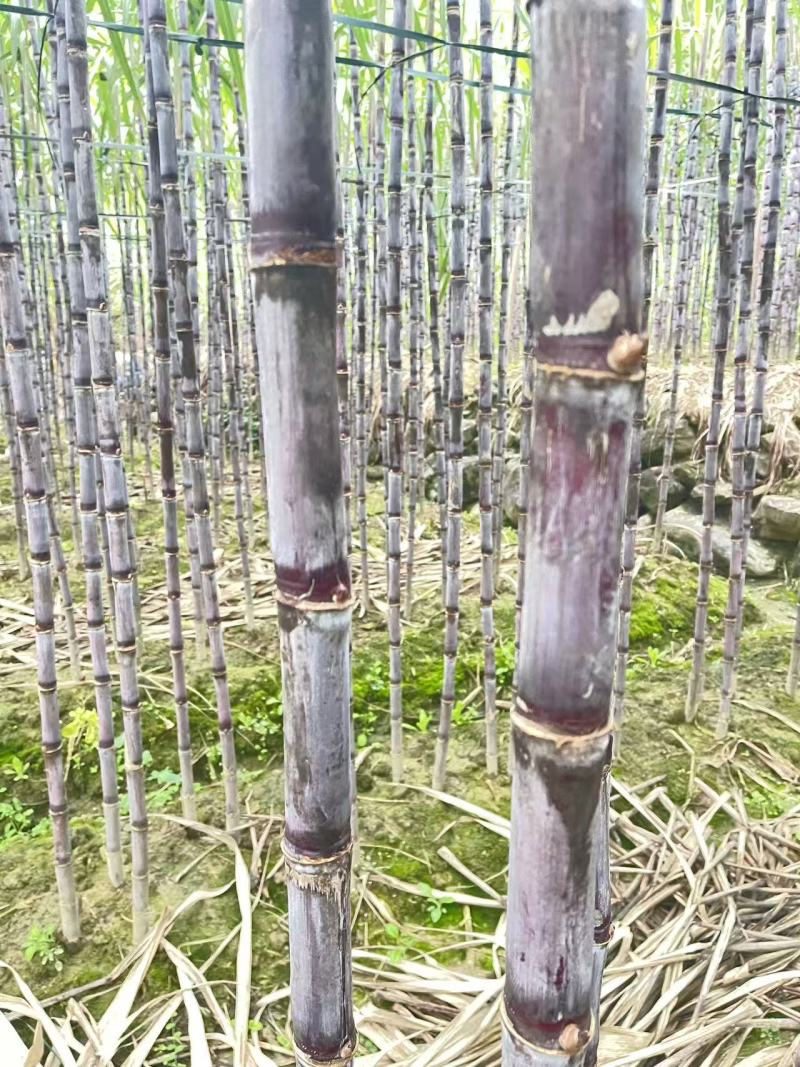爆甜紫皮甘蔗皮薄好吃对接电商全国发货精品保证
