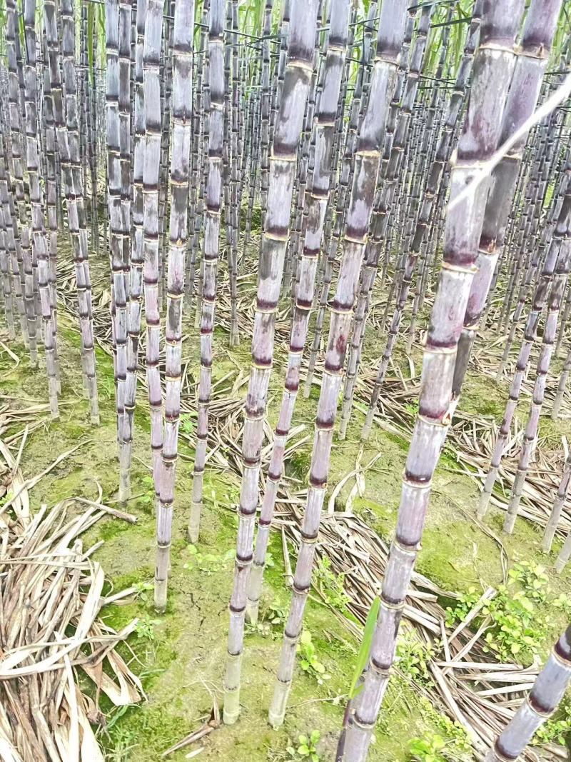 爆甜紫皮甘蔗皮薄好吃对接电商全国发货精品保证