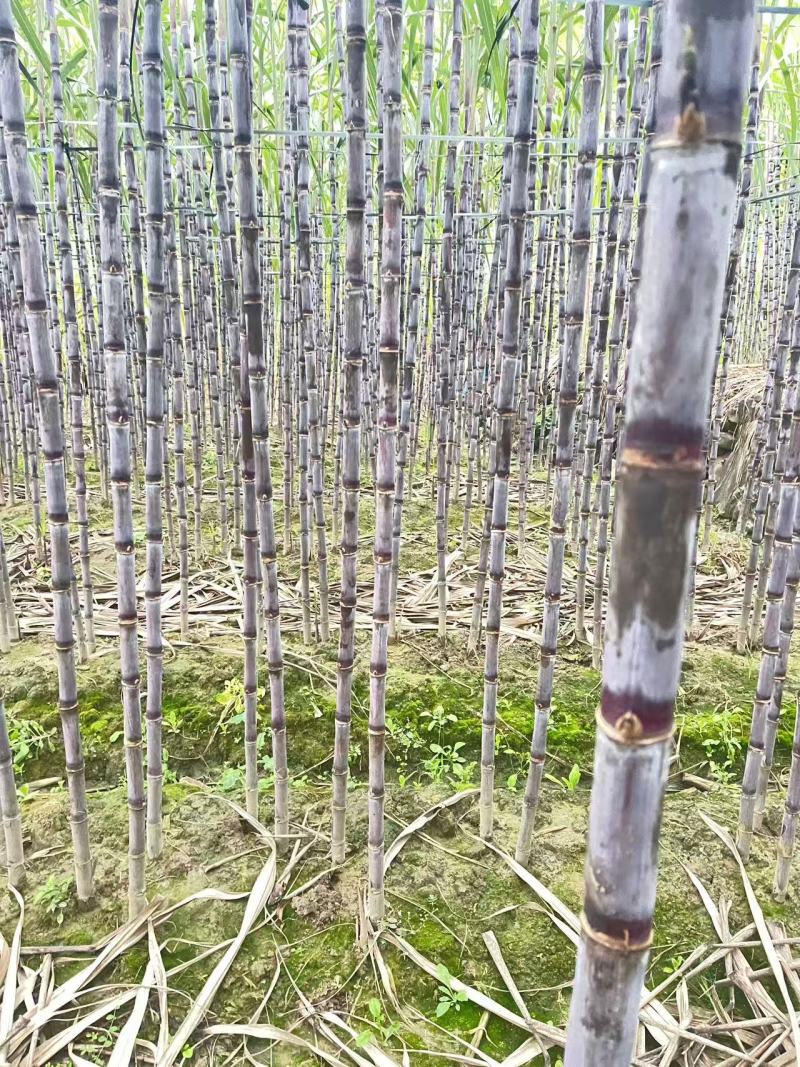 紫皮甘蔗松脆多汁正宗产地发货品质保证新鲜发货