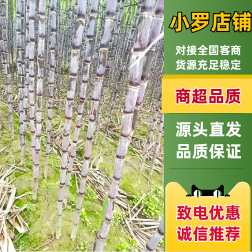 紫皮甘蔗松脆多汁正宗产地发货品质保证新鲜发货