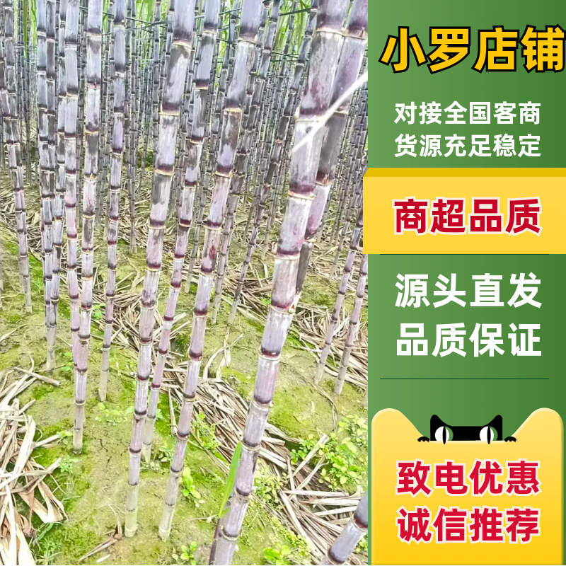 紫皮甘蔗松脆多汁正宗产地发货品质保证新鲜发货