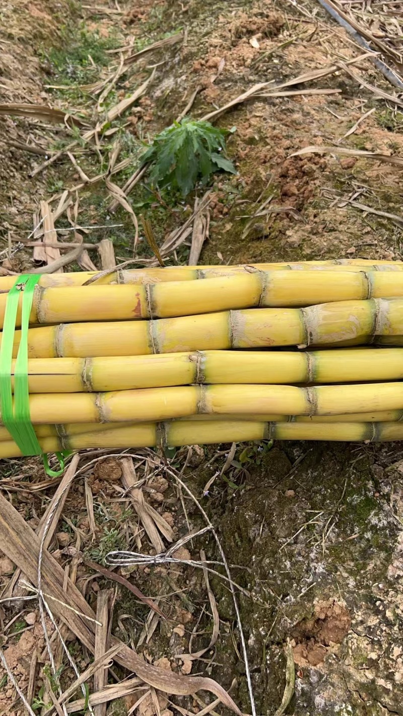 【热卖】云南黄皮甘蔗黄金甘蔗产地直销质优价优欢迎采购