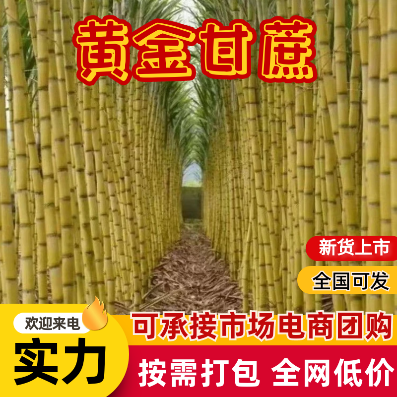 云南黄金甘蔗，大量上市出货中，甘甜爽口，对接全国市场！