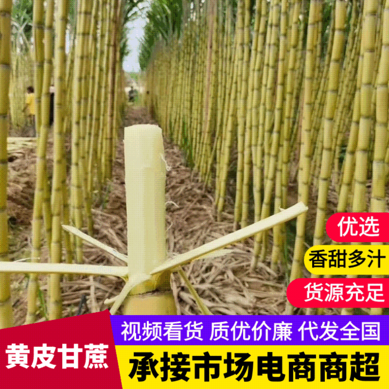 【热卖】云南黄皮甘蔗黄金甘蔗产地直销质优价优欢迎采购