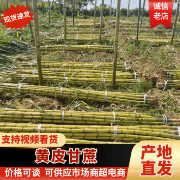 【黄皮甘蔗】黄金甘蔗量大质优价格优惠口感甘甜欢迎采购