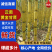 黄皮甘蔗基地直供糖度高皮毛干净保质保量代发全国