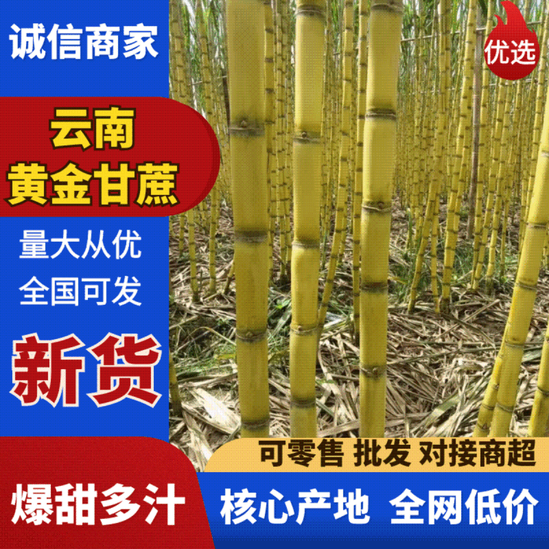 黄皮甘蔗基地直供糖度高皮毛干净保质保量代发全国