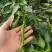 螺线椒鲜辣椒🌶️产地直销量大从优可视频看货对接全国