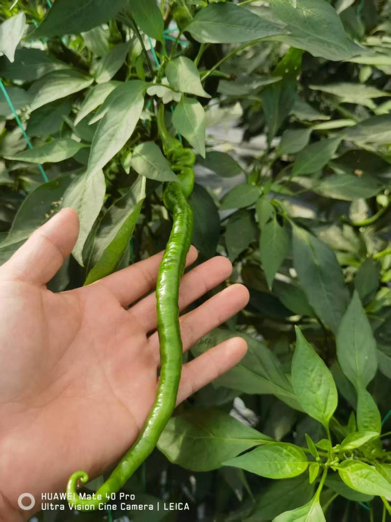螺线椒鲜辣椒🌶️产地直销量大从优可视频看货对接全国