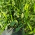 螺线椒鲜辣椒🌶️产地直销量大从优可视频看货对接全国