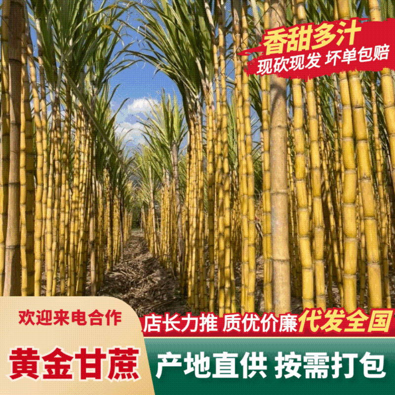 黄金甘蔗甘蔗黄皮甘蔗大量上市保质保量代发全国