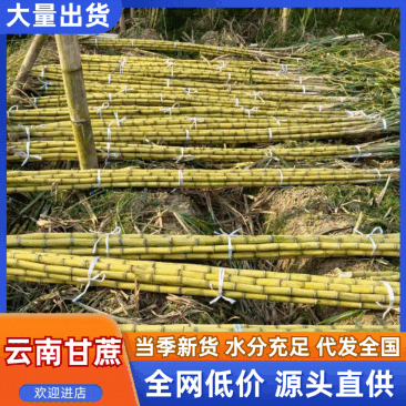云南甘蔗黄皮甘蔗大量上市脆甜多汁现砍现发发全国