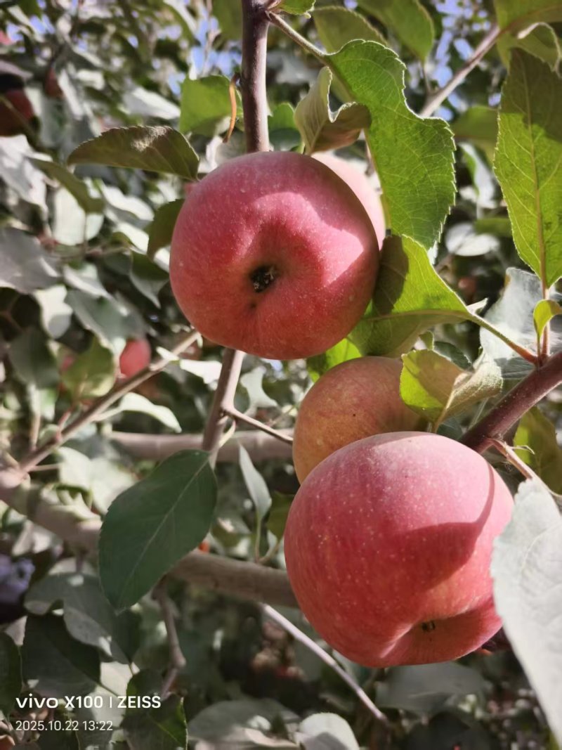 （精）阿克苏冰糖心苹果产地直发货源充足保质保量量大优惠
