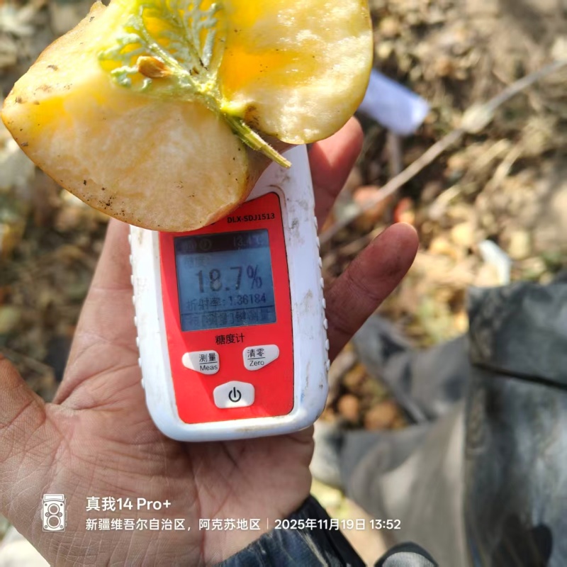 （精）阿克苏冰糖心苹果产地直发货源充足保质保量量大优惠