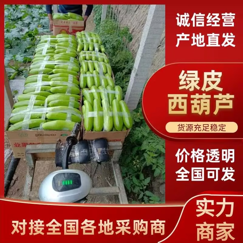 绿盛西葫芦等级齐全承接餐饮批发市场电商社区团购商超按要求分拣