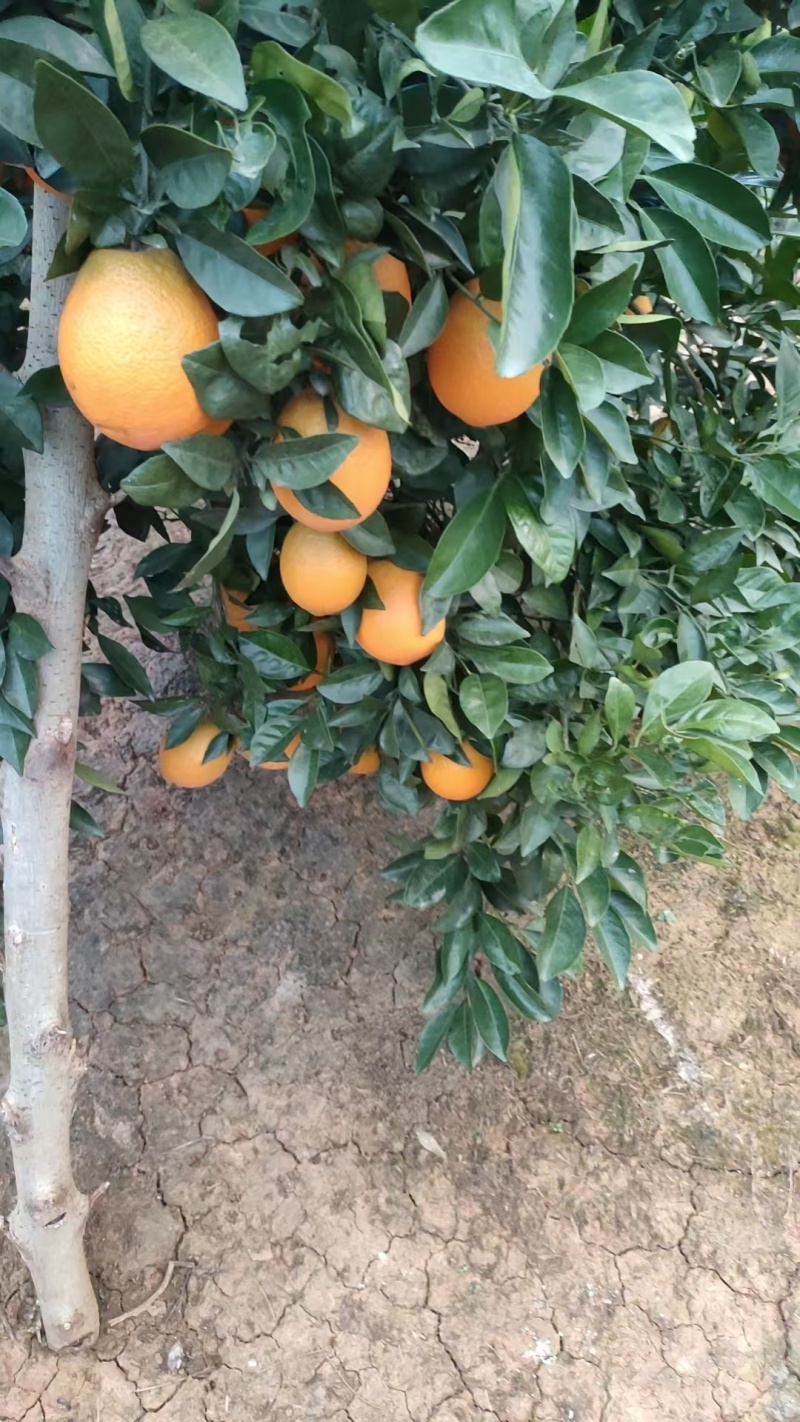 枝江脐橙,大量新鲜现货速发，产品保质保量欢迎选购