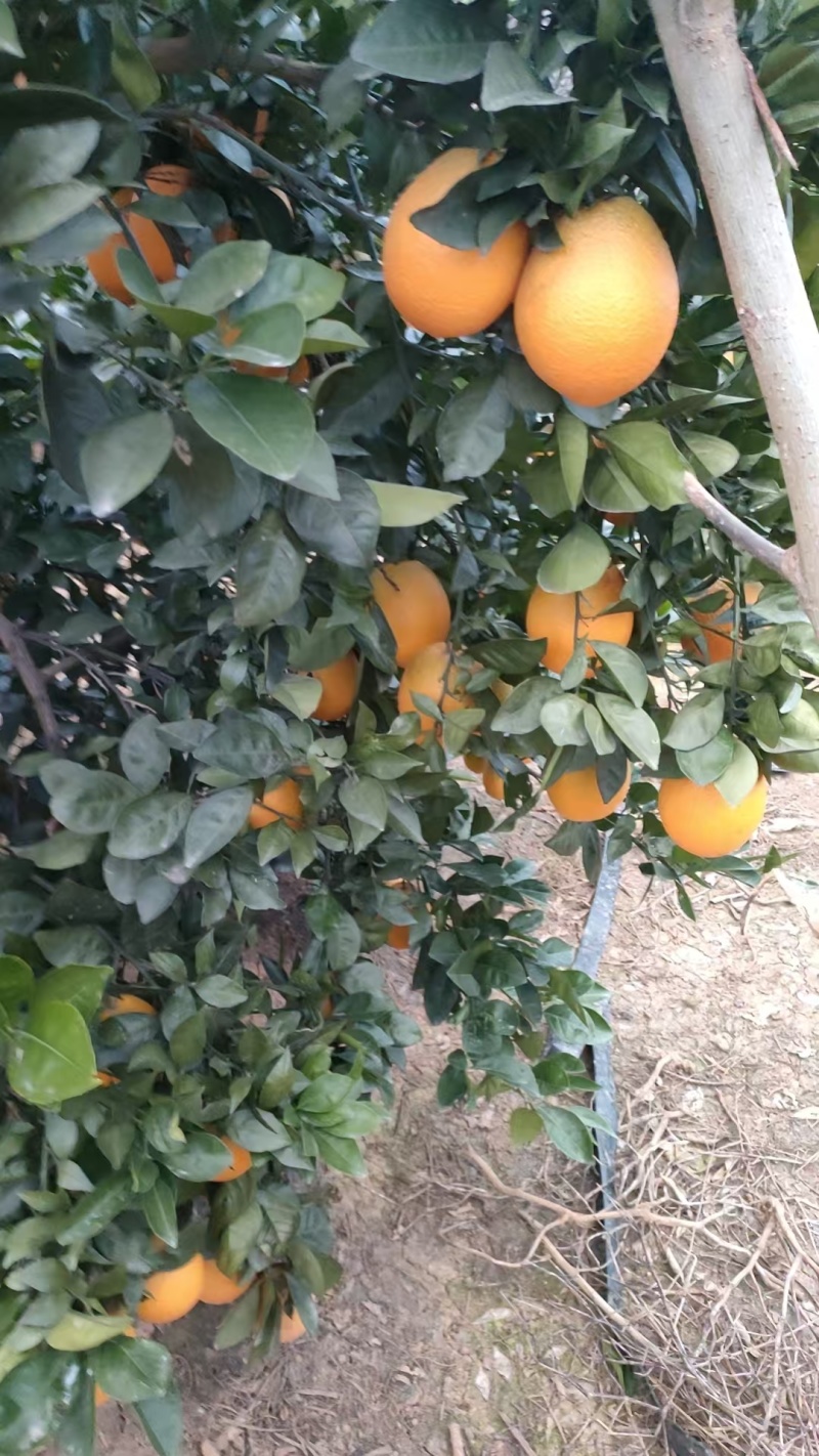 枝江脐橙,大量新鲜现货速发，产品保质保量欢迎选购