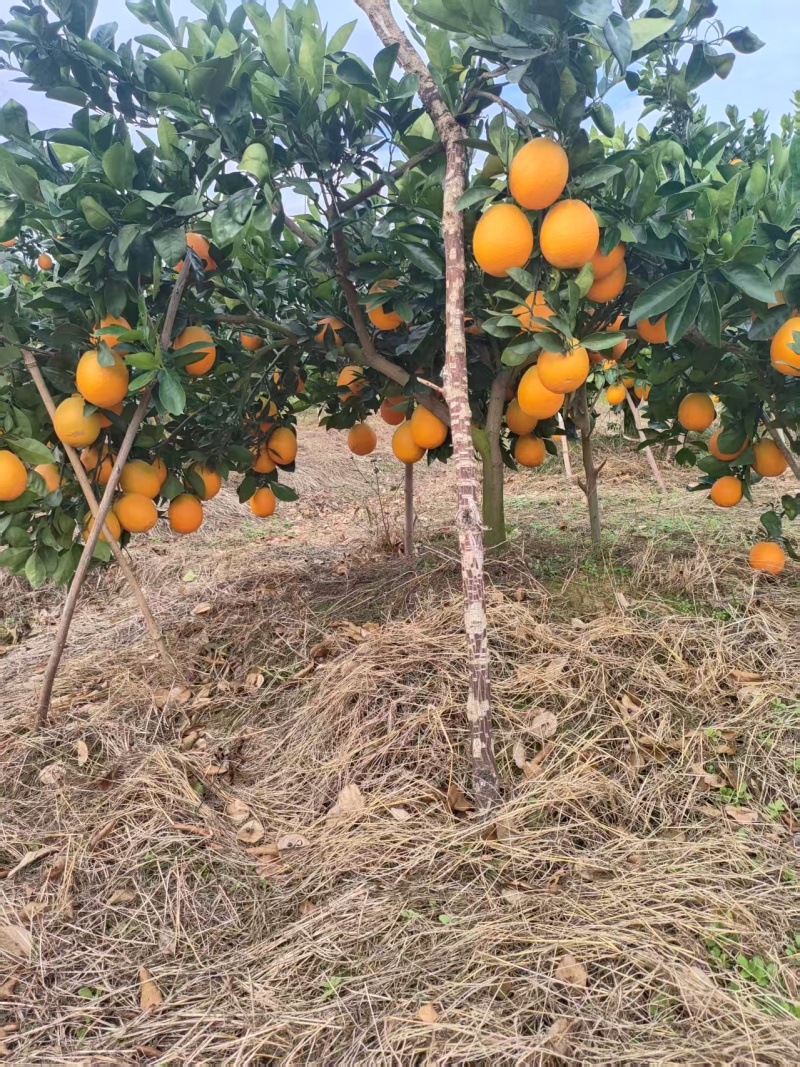 枝江脐橙,大量新鲜现货速发，产品保质保量欢迎选购